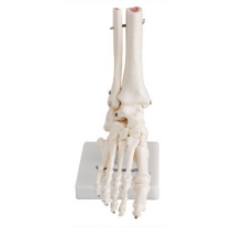 Foot joint model