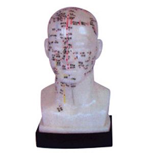 The four-function acupoint model of the head