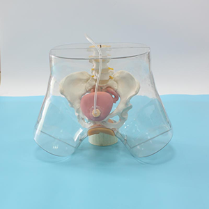 The step-by-step process of the transparent catheterization model