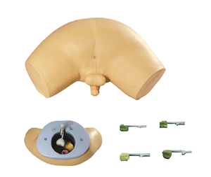 Precautions for prostate examination models