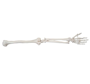 Upper limb bone model