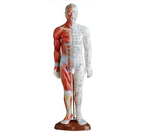 Standard acupuncture point model