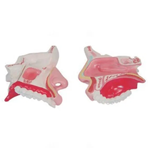 The operation steps of the nasal cavity anatomical model