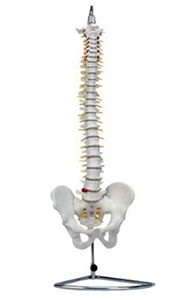 The significance of spinal models in clinical practice