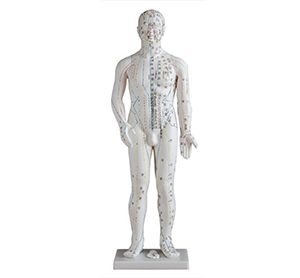 The role of the female body acupuncture model