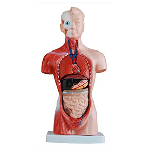 A 42cm male torso model