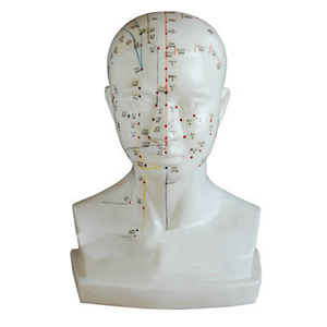 The function of the head acupuncture model