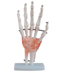 The hand joint model is equipped with ligaments