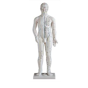 The Application of male human acupuncture models