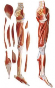 Anatomical model of lower limb muscles