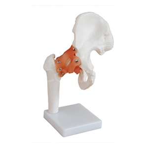 Application scenarios of hip joint models