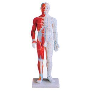 The significance of the standard anatomical acupuncture model