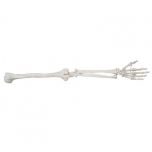 Clint Images