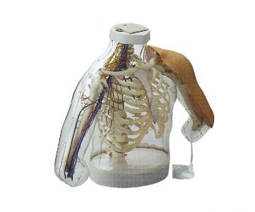 Upper-arm Intramuscular Injection and comparison Simulator (with ...